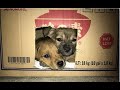 rescue two puppies that had fainted because of  hunger in the old warehouse | pet rescue