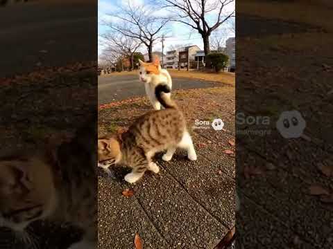 猫親子、散歩中/Mother cat and kittens out for a walk #kitten #cutecat #cats