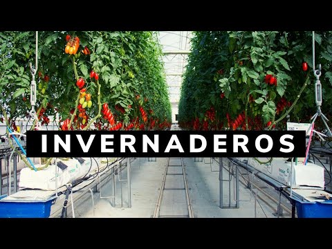 Video: Cómo Mejorar La Productividad De Invernaderos E Invernaderos