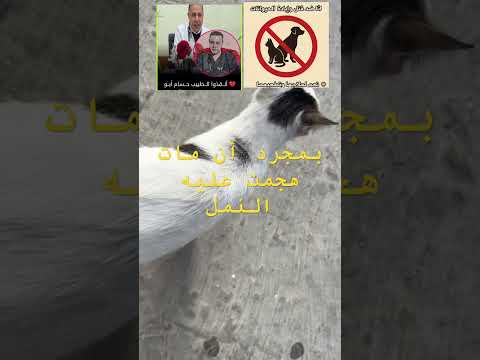 الجميلة من اصطادت هذا الفأر وإن كانت لا تسمع قطط Love 