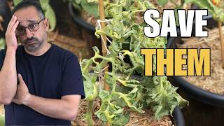 7 Tomato Growing Mistakes Killing Your Yields