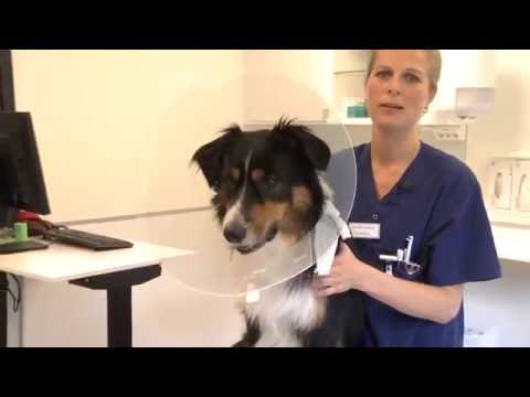 Video: Hur Man Behandlar En Hunds Tass