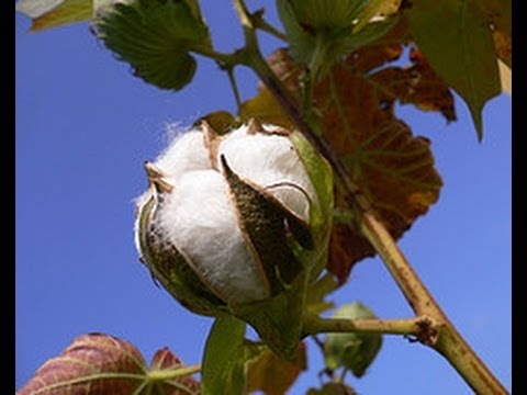 Video: Il cotone viene coltivato da seme?