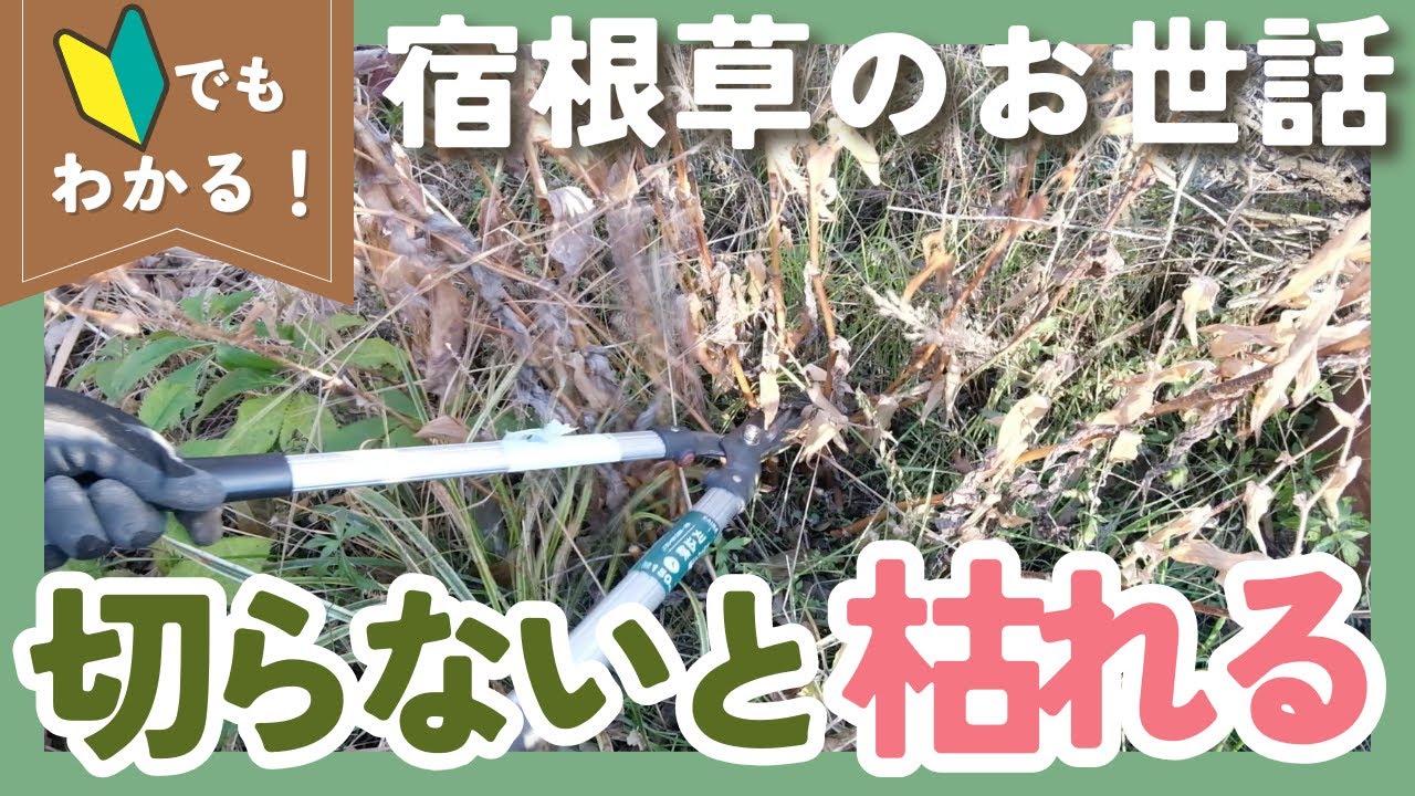 宿根草の冬の切り戻し✂️切る時期やポイントを?でもわかりやすく解説 