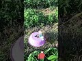 Safe Spraying Hack! DIY Shield for Weed Control Without Damaging Corn & Chili Seedlings ️