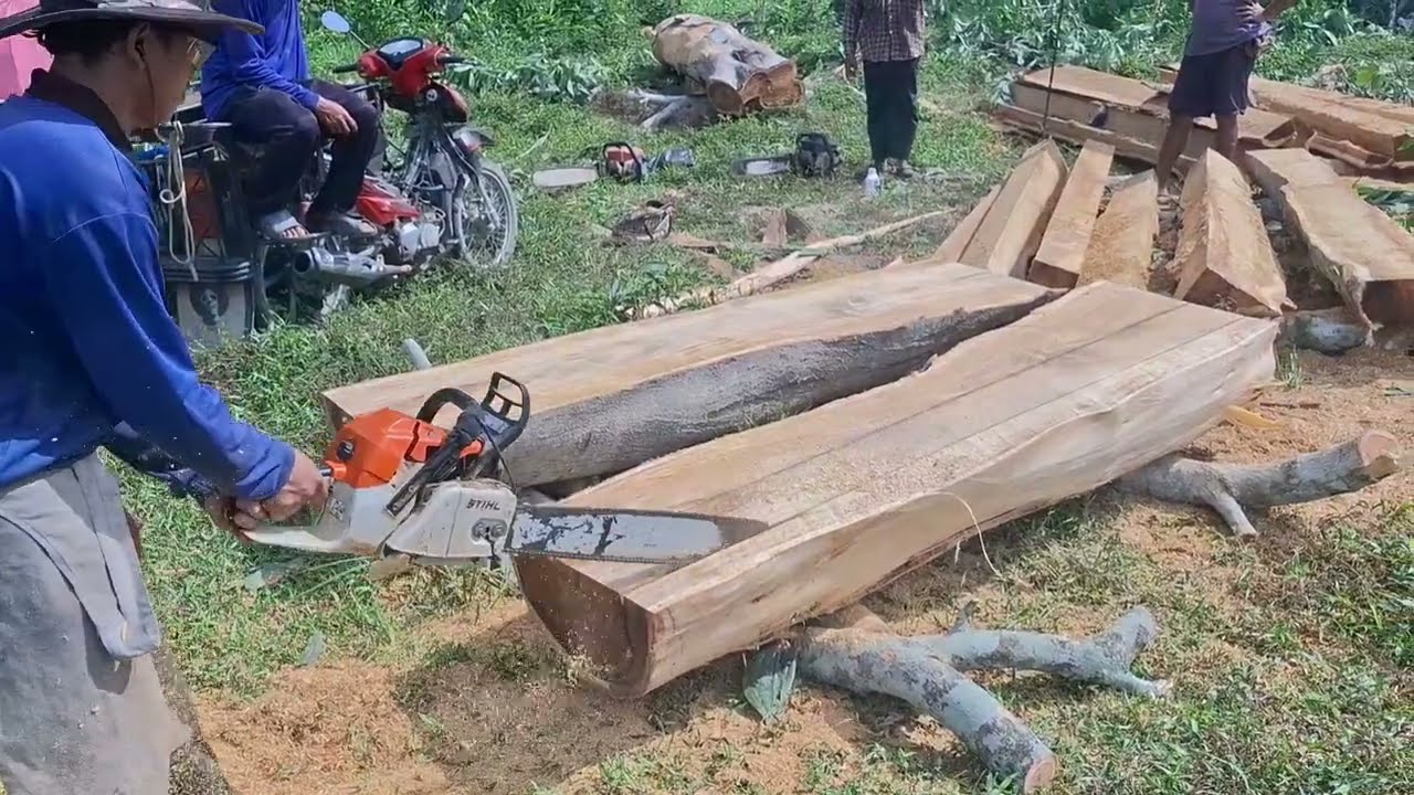 ซื้อไม้กะถิน1ต้น600บ้านแปรรูปเป็นตัวไม้แล้วได้1694นิ้วกำไรเห็นๆ @ตัดไม้บ้านนา