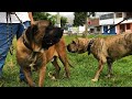 El Gran Fila brasileño Thor - Rottweiler Alimentación Barf