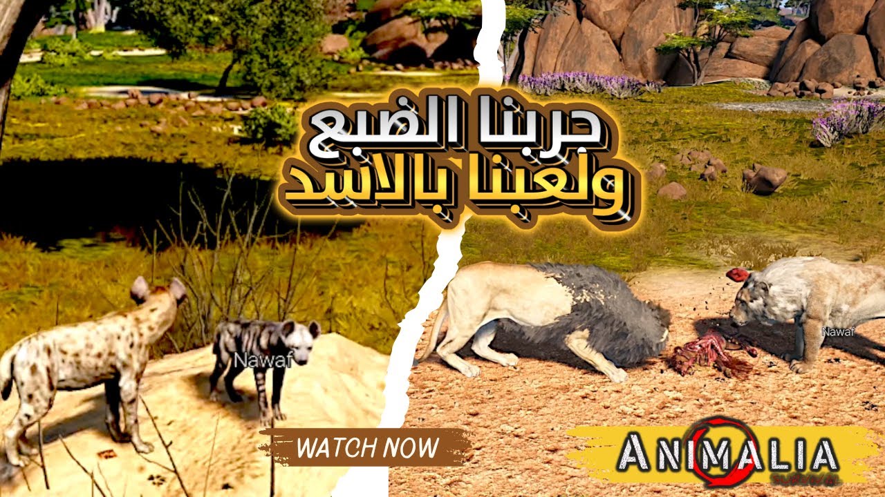 الأسد البربري vs الأسد العادي 🦁 تجربة الضبع في Animalia Survival