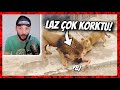 LAZ YBJ VS ASLANLAR İZLİYOR *ÇOK KORKTU!*