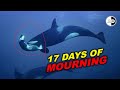 Orca Carrying Her Death Calf 