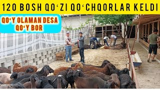 120 BOSH QOʻZI QOʻCHQORLAR KELDI SHOSHILAMIZ SONI CHEKLANGAN