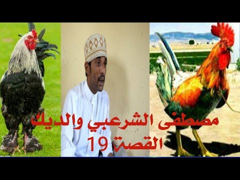 مصطفى الشرعبي والديك القصة 18والوائلي