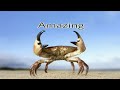 Crazy crab  we found that when we riding to karwar on the stat highway  2018   14 