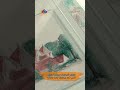 إيه سر التحول من هتلر الرسام لـ هتلر اللي مش بينام  mp3