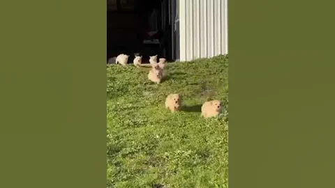 Cute Puppies Running 😍🥰 #shorts #cute #puppy