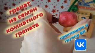 видео: гранат из семян комнатного граната картинка: гранат из семян комнатного граната