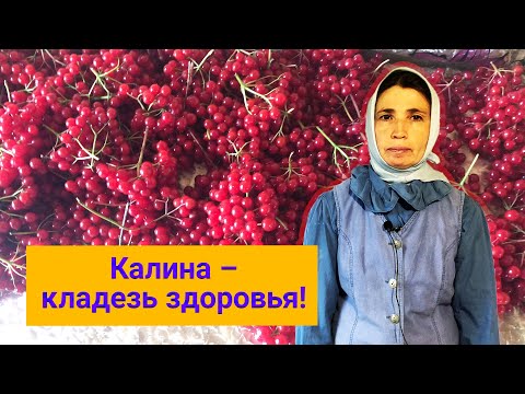 Сок из калины: изготовление и хранение.