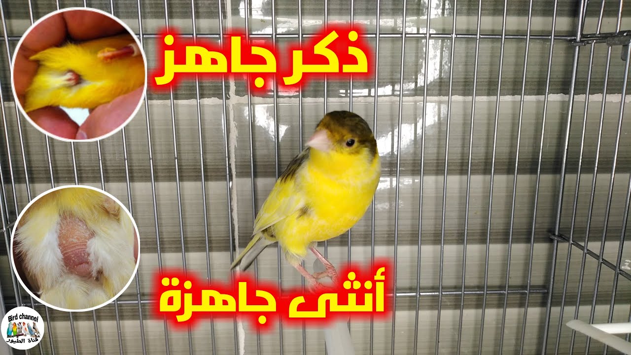 كيف أعرف أن ذكر وأنتى الكناري جاهزين للتزاوج