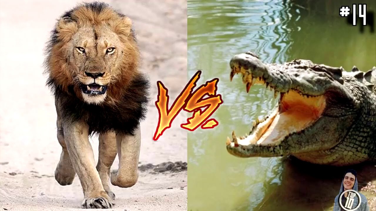 Amazing Top 10 Animal fights YouTube