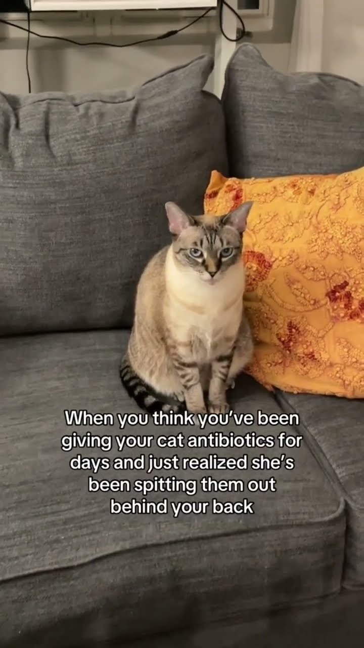 Kittyo like this what got a lot happening