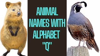 Learn Animals Name in English | Animals Starting with Q | Kids education | Animals for kids