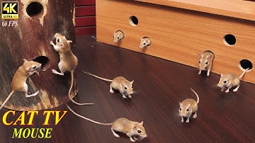 Cat Games: Ultimate Cat TV Mouse Maze | Hide & Seek and Play on Screen | Endless FUN for Cats 4k