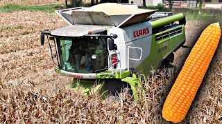 Il Mio 1 Raccolto Di Mais