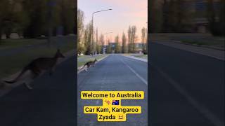 Welcome to Australia | kangaroos everywhere | wildlife #viral #youtubeshorts #trending