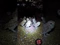 You’ve never seen a burrow owl 🦉like this before👁️#shorts#pov#owl