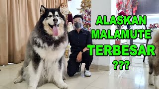 ANJING ALASKAN TERBESAR DI INDONESIA !!!