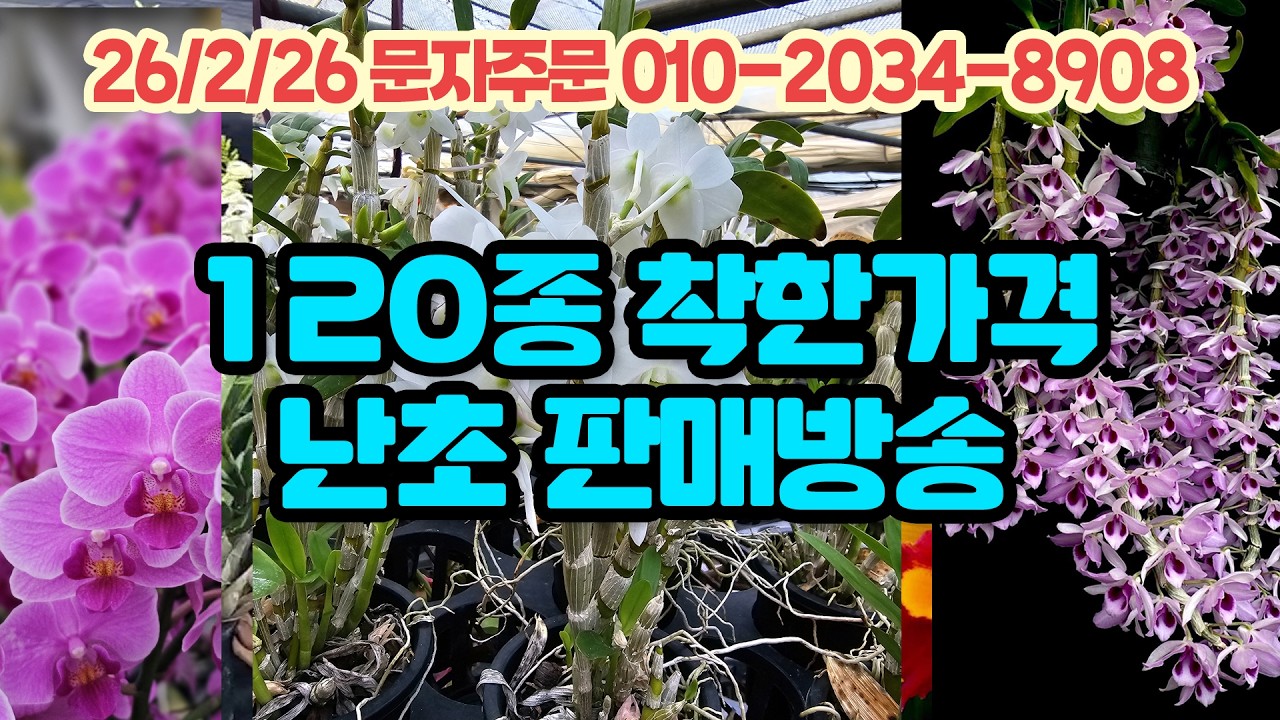 120종 착한가격 세월농부 난초 판매방송