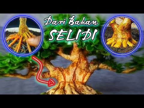 Cara Membesarkan Batang Bonsai Sancang Dengan Cepat