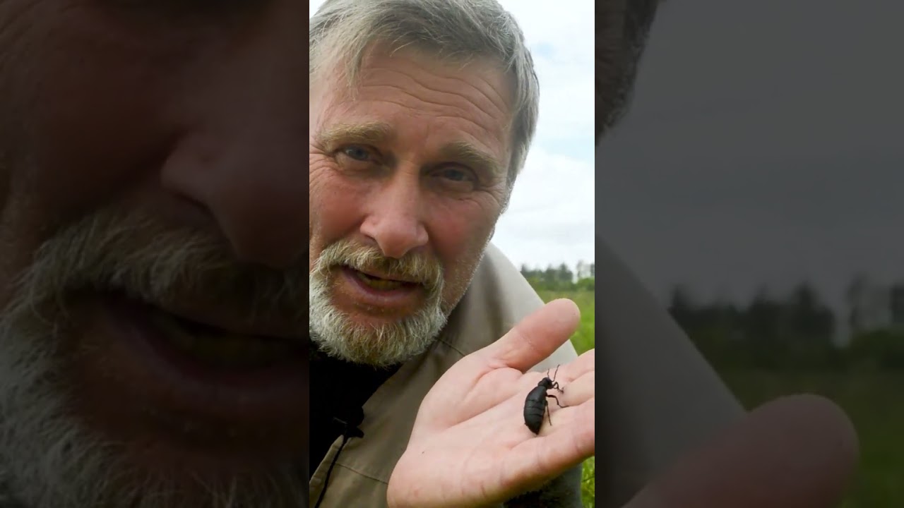 Жук паразит