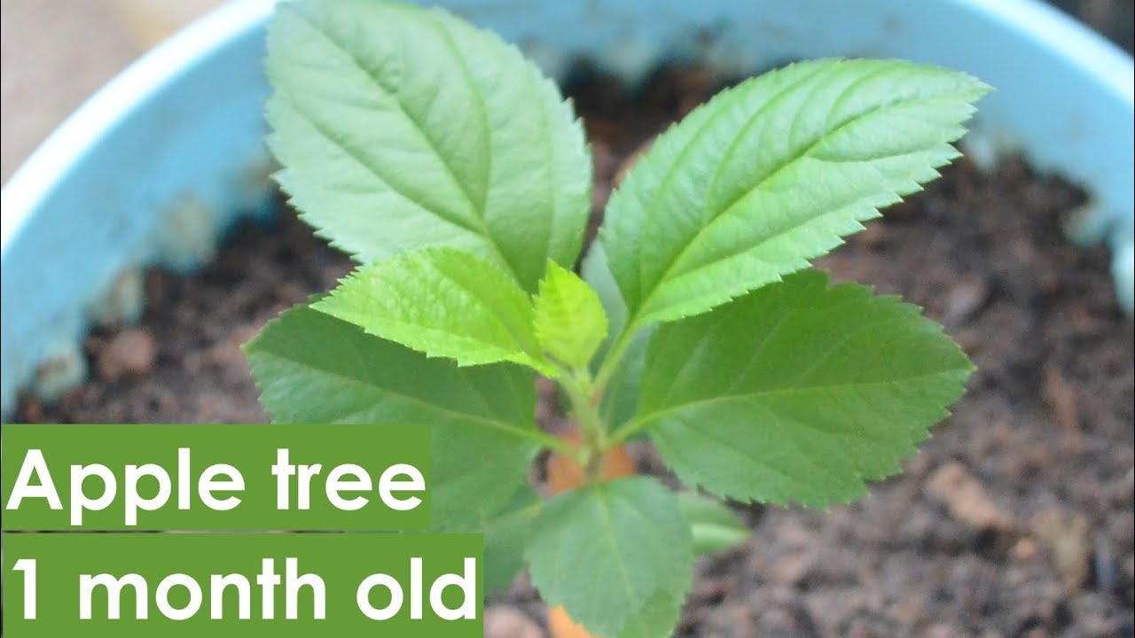 How to grow apple tree from seeds-1month old. 