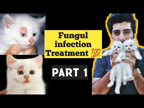 वीडियो: बिल्ली की त्वचा के फंगस का इलाज कैसे करें