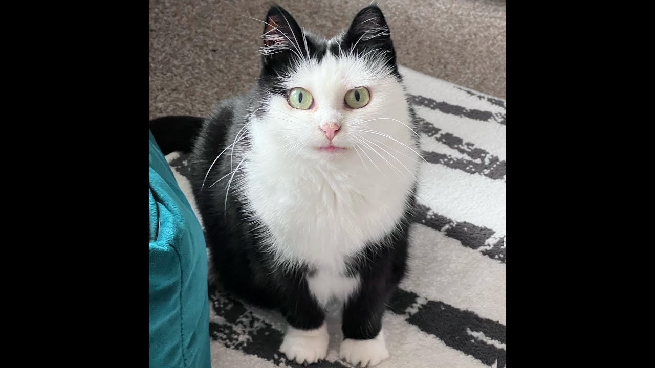 右目の黒ラインがかっこいいと話題のハチワレ保護猫 カラパイア