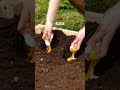 Cheap and useful DIY gadgets you NEED in your garden! 🌳