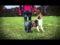 Australian shepherd Brandy - dog tricks video