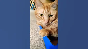 I Have Nothing To Do Trendingshorts Cat Viralvideo 