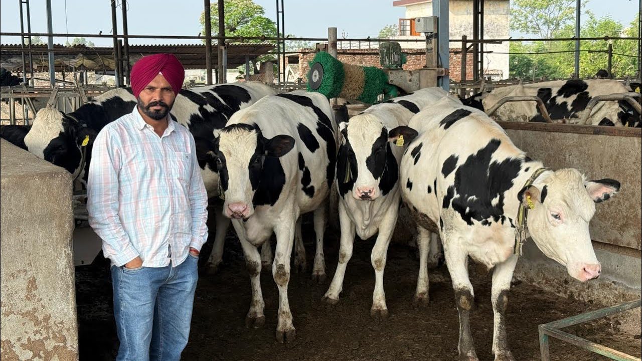 Faem Raja 100 HF Heifers available for sale || Fully Record || Raja Dairy Farm ...