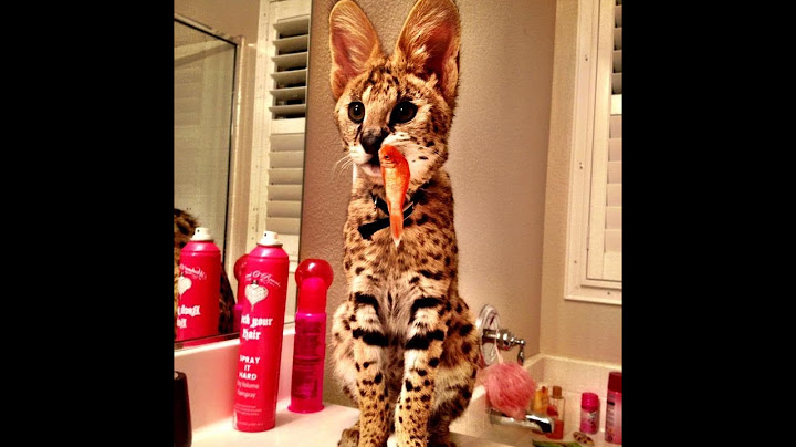 Watch the video about Serval Eating Goldfish