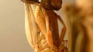 Cricket molting - Criquet muant