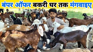ऑफर में खरीदो बकरियां 500 में घर तक मंगवाए | Bakri kaha se kharide | goat for sale