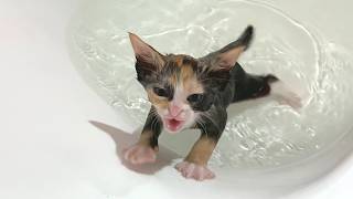 Do Kittens Like Bath? Watch Their First Adorable Reactions! 🐱💦