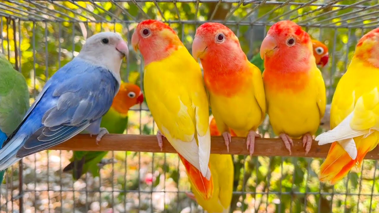 Lovebirds Agapornis Sounds HD Mama