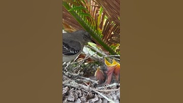 Mother Mockingbird feeds baby chicks #chicks #mockingbird #birds #florida #floridabirds #statebird
