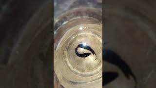 Ikan Cupang asli thailand