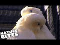 The Philippine Cockatoo Dating Agency ❤️️ | The Secret Life of the Zoo | Nature Bites