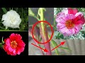 portulaca plant with moss rose plant grafting | Flower Hybrid mixed colour | green gardening