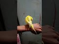 পাখিকে ভালোবাসলে সে ও আপনাকে ভালোবাসবে। 🐦 #nurvlogs242 #birds #talkingparot #parrot #superbparrot